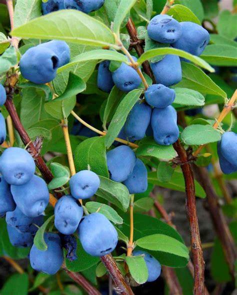 All About Borealis Honeyberry: Essential Facts