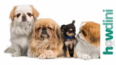 Perfect Small Breed Dog | Pick A Puppy | Pet Docs - YouTube