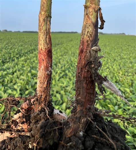 Soybeans In the Red on Wednesday
