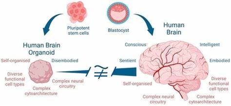 Could organoids and LLMs create conscious AIs?