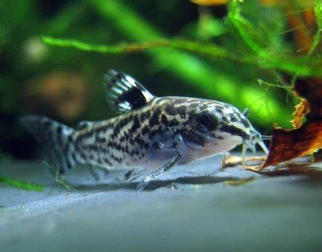 Top 10 des poissons pour un aquarium de 100L - AQUARIUM FACILE