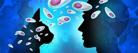 Toxoplasma gondii, a common brain parasite, disrupts neural communication
