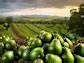Calavo Growers (CVGW) Reports Q2 and First-Half 2025 Financial Results