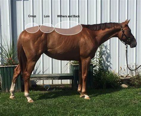 It's Time to Build Horses