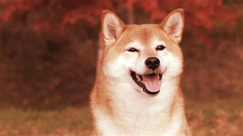 Forget Dogecoin: SHIB, ELON and SAMO Were the Leading Meme Coins in ‘Uptober’ - Decrypt