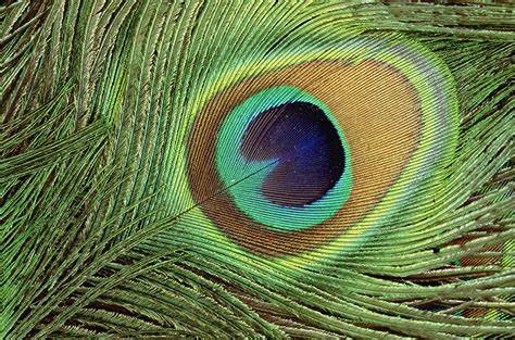 Peacock feathers can emit laser beams
