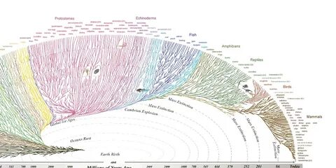 Interactive Tree of Life Explorer