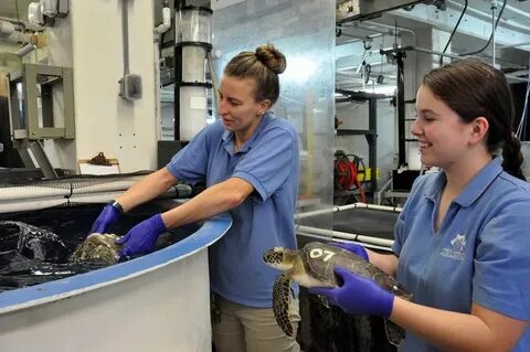 NC Aquarium at Fort Fisher to rehabilitate cold-stunned sea turtles - WECT