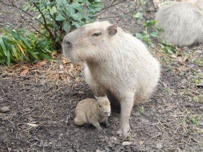 Everyone's Invested in Tupi, the Baby Capybara - Texas Monthly