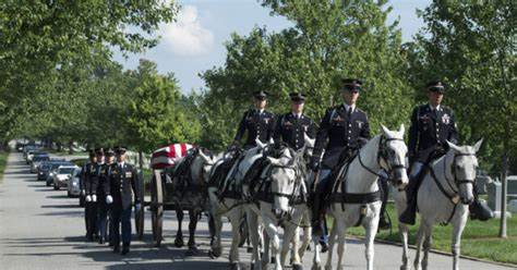 US Army will end most of its horse programs and adopt out the animals