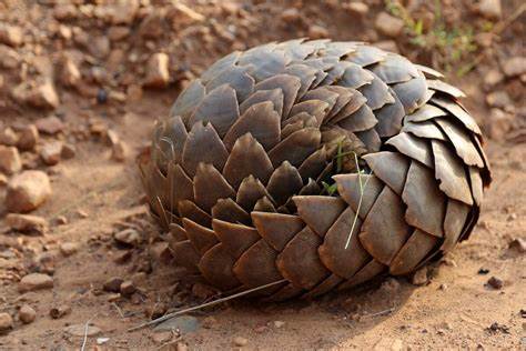 Pandemic-era slump in ivory and pangolin scale trafficking persists