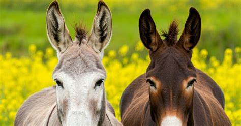 Definitie cataroi - ce inseamna cataroi - Dex Online