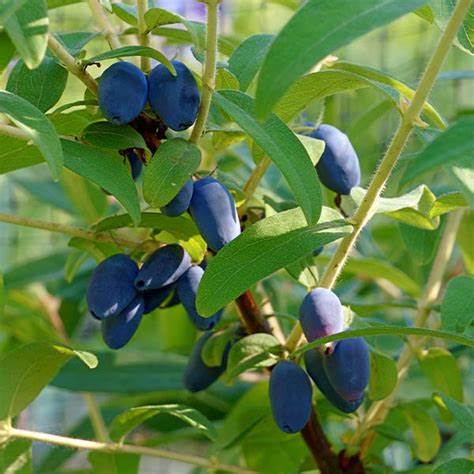 Borealis ™ Honeyberry – Late Blooming - One Green World