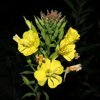 Gemeine Nachtkerze / Oenothera biennis - Natura DB
