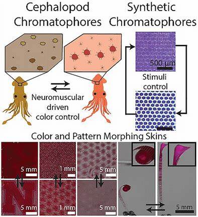 Synthetic Chromatophores for Color and Pattern Morphing Skins