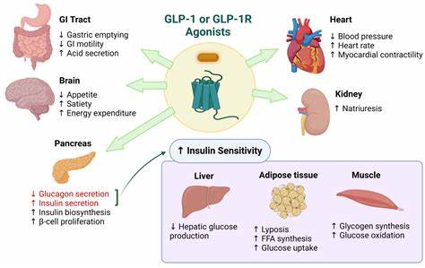 GLP-1s Should Be First Step to Prevent Heart Disease, Top Cardiology Group Says