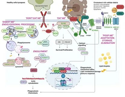 How a rare gene variant contributes to Alzheimer's disease