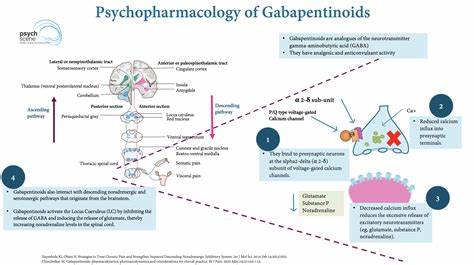 Nerve pain drug gabapentin linked to increased dementia, cognitive impairment