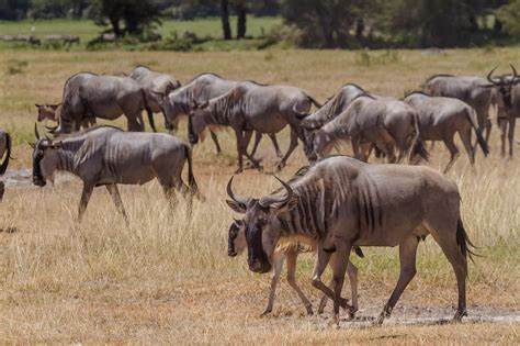 Why the 40-yr old GNU's free and open, but not open-source