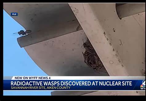 Radioactive wasp nest found at old US nuclear weapons site
