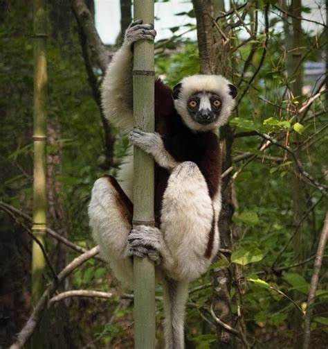 Lemurs show no age-related inflammation, challenging assumptions on human aging