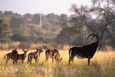 Conservancy – The Ranch Resort