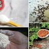 Self-Cleaning Ants