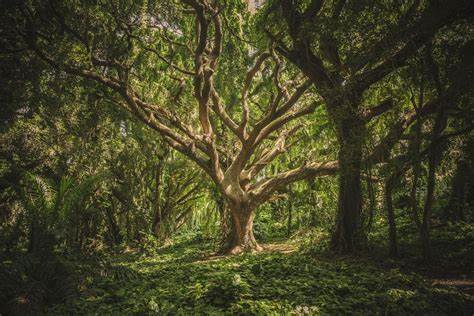 The Stock Exchange Of Nature? A Startup Is Tokenizing The Planet To Save It - Forbes