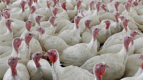 USDA withdraws a plan to limit salmonella levels in raw poultry