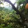 Cacao agroforestry in Belize hits the sweet spot for people and nature