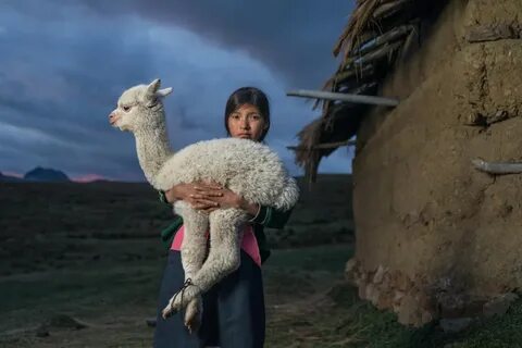 Photos: South American Chimú Sacrificed 269 Children and 466 Llamas - Business Insider