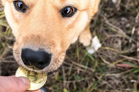 This guy just named his dog 'Bitcoin'. He's not the first - Decrypt