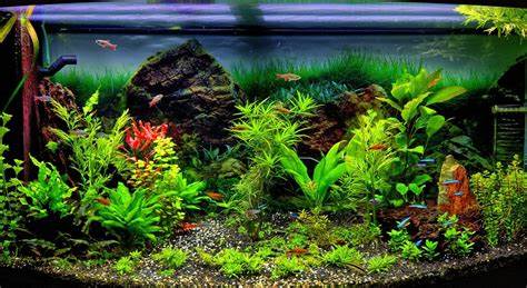 Aquarium Communautaire: présentation, espèces, compatibilité