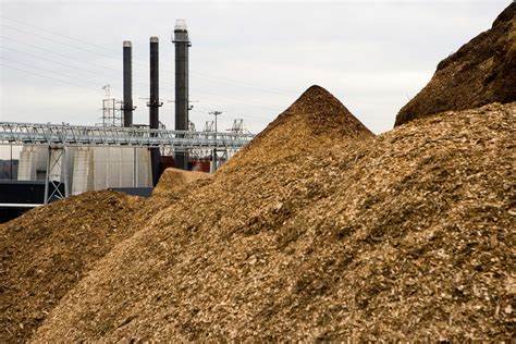 Low-cost carbon capture? Bury wood debris in managed forests