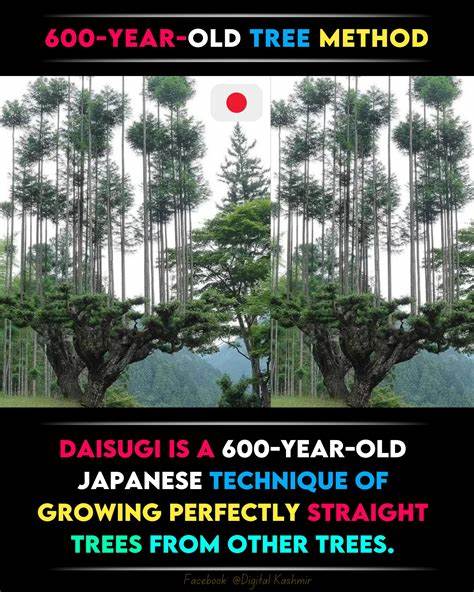 Daisugi, the 600-Year-Old Japanese Technique of Growing Trees Out of Other Trees (2020)