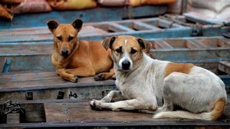 Stray dogs attack - Dog bites incidents increase in India - The Economic Times