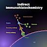 ODFM, an omics data resource from microorganisms associated with fermented foods