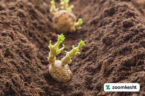 آموزش کاشت سیب زمینی - zeraatyar.com