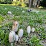 Why Mushrooms Are Starting to Replace Everything [video]