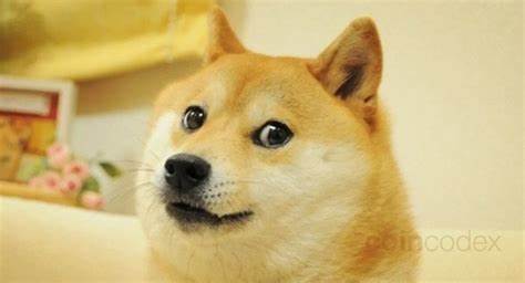 The Dogecoin Dog — The Story Behind the Viral Doge Meme - CoinCodex