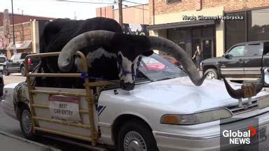 Bull Riding As Passenger in US Video: Man Drives Car With Bull As Co-Passenger in Nebraska Before Cops Pull - LatestLY