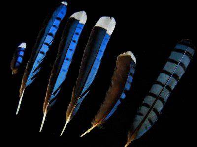 Black and white feathers found to intensify blue and yellow bird plumage