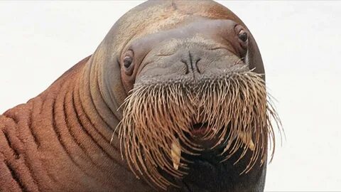 Walrus Q1 Updates - Altcoin Buzz