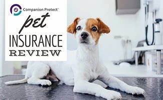 Pet insurance with no waiting period: How it works