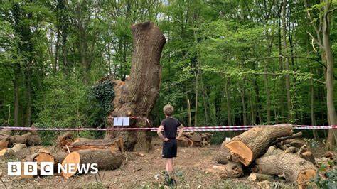 Virginia Homeowner Says Neighbor Illegally Cut Down 89-Year-Old Oak Tree On His Land — Then Had the Nerve To 'Demand' He Pay Half The $2k Bill