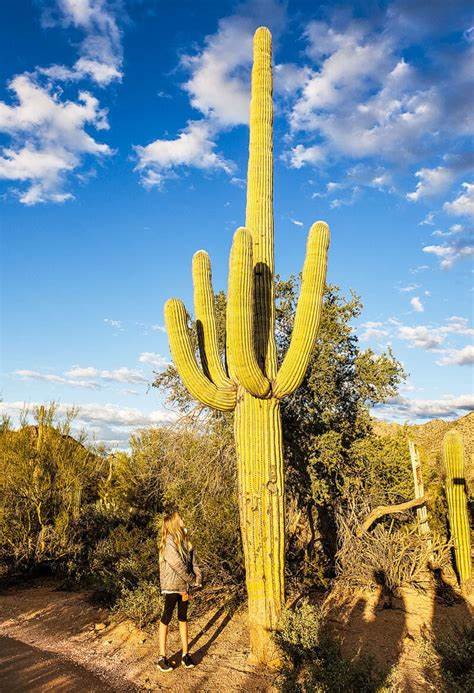 New designation has Saguaro Park singing 'Hello darkness, my old friend' - Arizona Daily Star