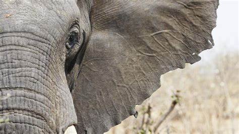 Energy Efficient Buildings with Walls, Floors and Ceilings Like Elephant Ears