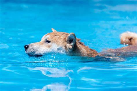 How High Can Dogecoin Go If Bitcoin Hits $1 Million? Analysts Weigh In - NewsBTC