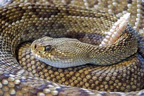 AI finds potential antibiotics in snake and spider venom