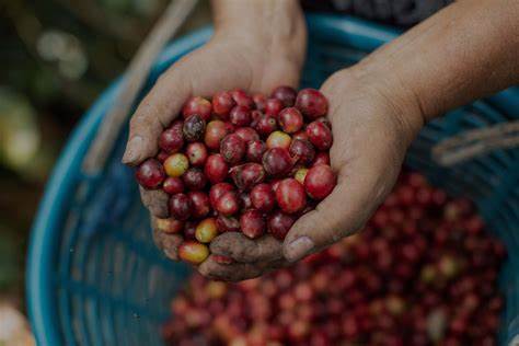 Bybit Invests $1M in EthicHub to Support Smallholder Coffee Farmers - iGaming.org